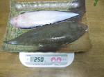 030323kurousinosita.JPG