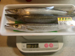 081031kamasu.jpg