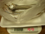 081124kamasubosi.jpg