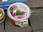 081214tsudakabu (1).jpg