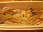 081220okimatsuba.jpg