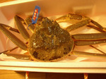 081220okimatsuba (1).jpg