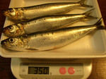 081221maiwasi.jpg