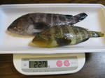 090130nadamebaru.jpg