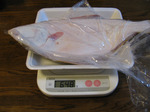 090131ishigarei (1).jpg