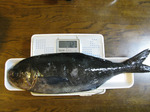 090221darumadai.jpg