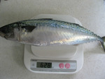 090226sabasuki.jpg