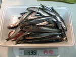 090309katakuchi.JPG