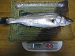 090323seigo.jpg