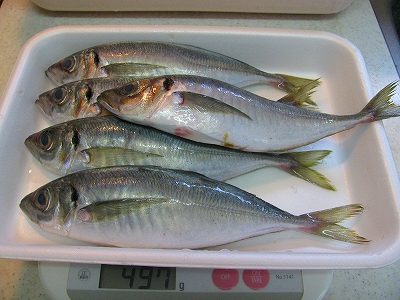 090704donchichi.jpg