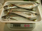 aji080630.jpg