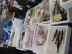 etomo080530 (11).jpg