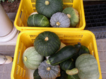 kabocha080728.jpg