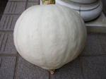kabocha080728 (1).jpg