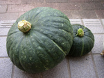 kabocha080728 (3).jpg