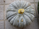 kabocha080728 (4).jpg