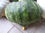 kabocha080728 (6).jpg