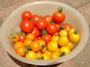 minitomato080719.jpg