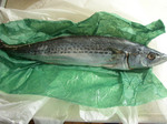 sawara081018.jpg
