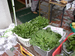 tatemati080217 (33).jpg