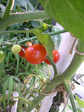 tomato080713.jpg