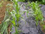 toumorokosi080628.JPG